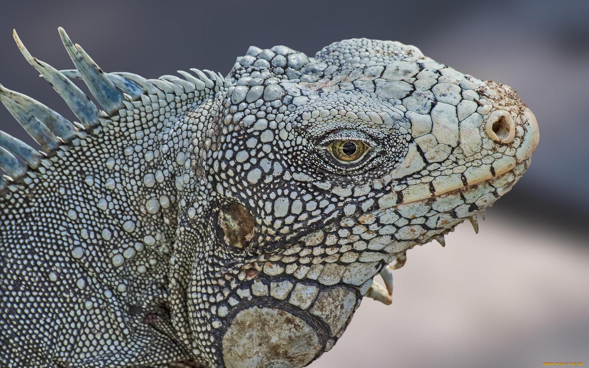 , ,  ,  , iguana, , , , 